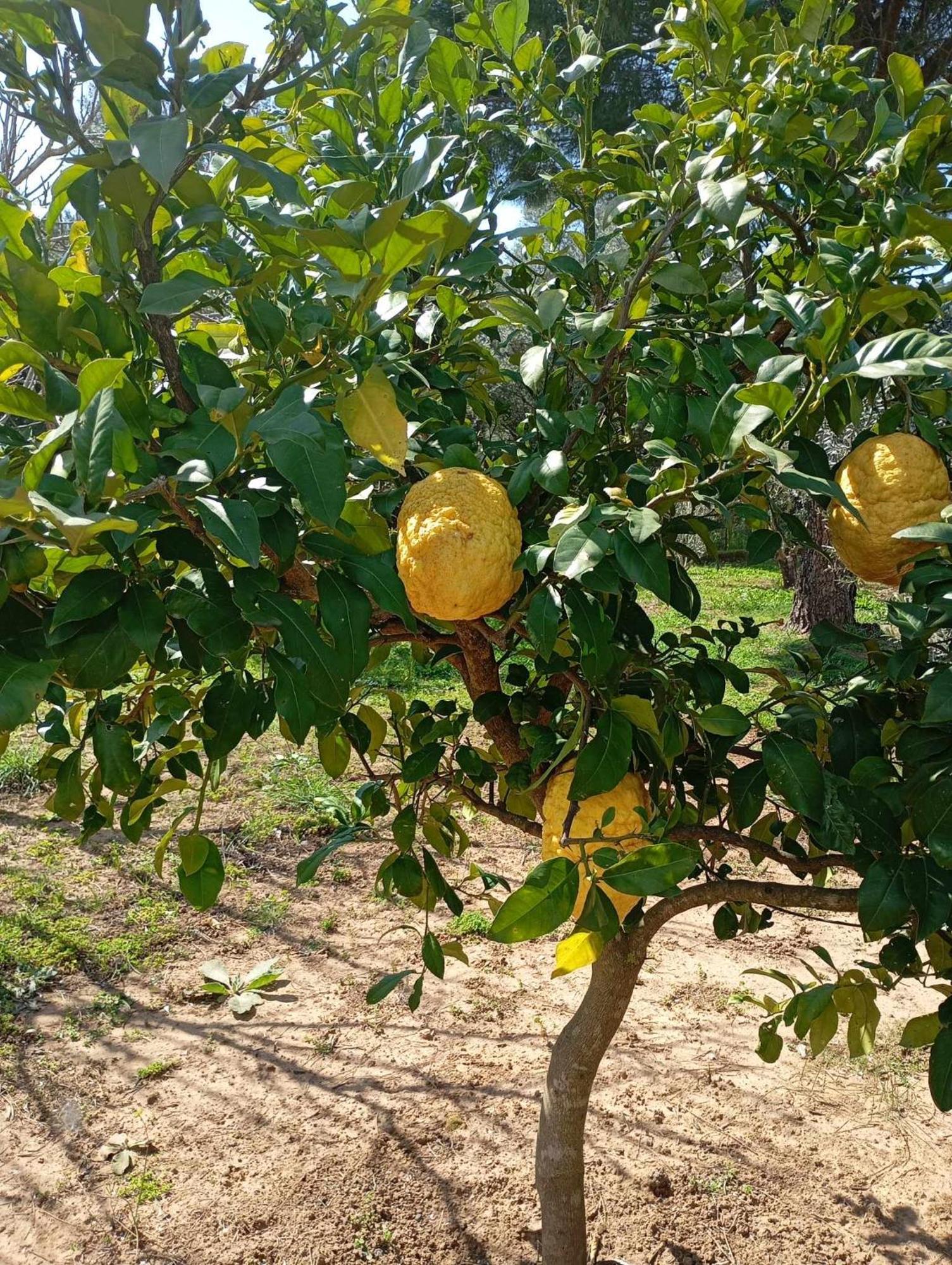 Ktima Anastasia Nauplia Exterior foto
